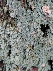 Lepraria finkii