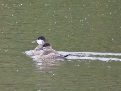 Oxyura jamaicensis