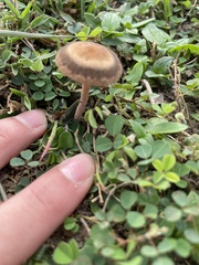 Panaeolus