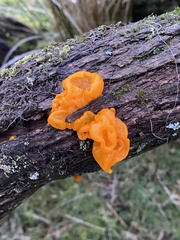 Tremella