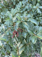 Thrinax radiata