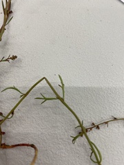 Haloragis heterophylla