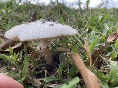 Panaeolus