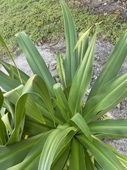 Thrinax radiata