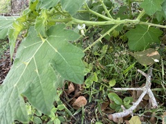 Panaeolus