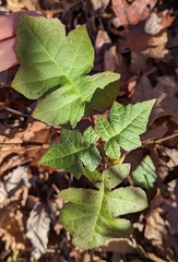 Polymnia canadensis