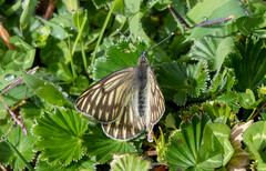 Tatochila