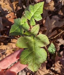 Polymnia canadensis
