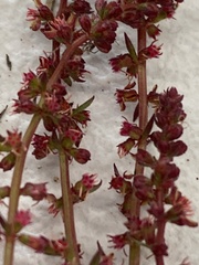 Haloragis heterophylla