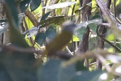 Eucometis penicillata