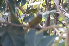 Eucometis penicillata