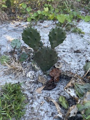 Opuntia austrina