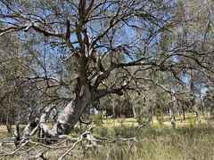 Eucalyptus albens