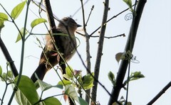 Pachyramphus validus