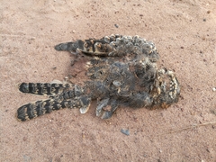 Caprimulgiformes
