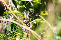Protographium leosthenes