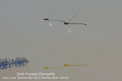 Pseudagrion aureofrons