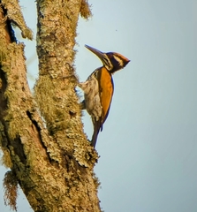 Chrysocolaptes festivus
