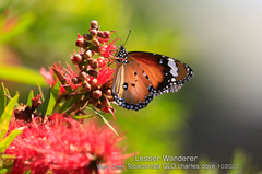 Danaus petilia