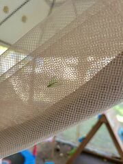 Chrysoperla rufilabris