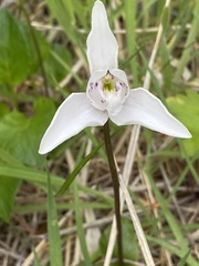 Codonorchis lessonii