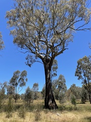 Eucalyptus melliodora