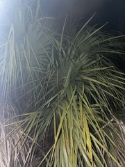 Sabal palmetto