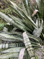 Sansevieria