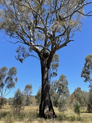 Eucalyptus melliodora