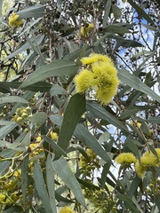 Eucalyptus leucoxylon