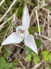 Codonorchis lessonii