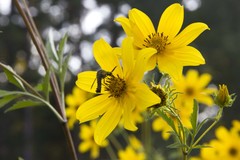 Lepidophora lepidocera