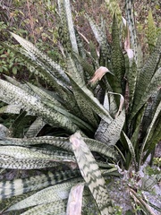Sansevieria