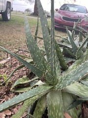 Sansevieria