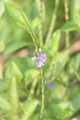 Stachytarpheta jamaicensis