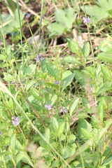 Stachytarpheta jamaicensis