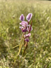 Diuris punctata
