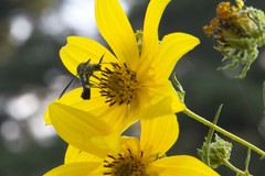 Lepidophora lepidocera