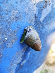 Dolicheulota formosensis