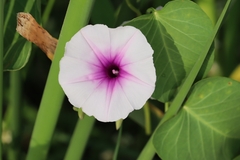 Ipomoea aquatica