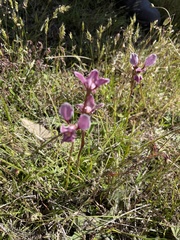 Diuris punctata