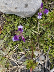 Lathyrus magellanicus
