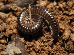 Cylindroiulus caeruleocinctus