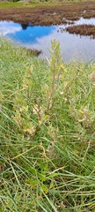 Atriplex paludosa