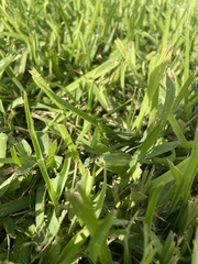 Eleusine indica