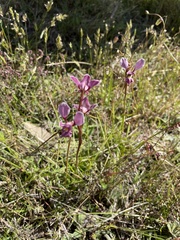 Diuris punctata
