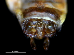 Pycnocentrodes aureolus