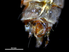 Pycnocentrodes aureolus