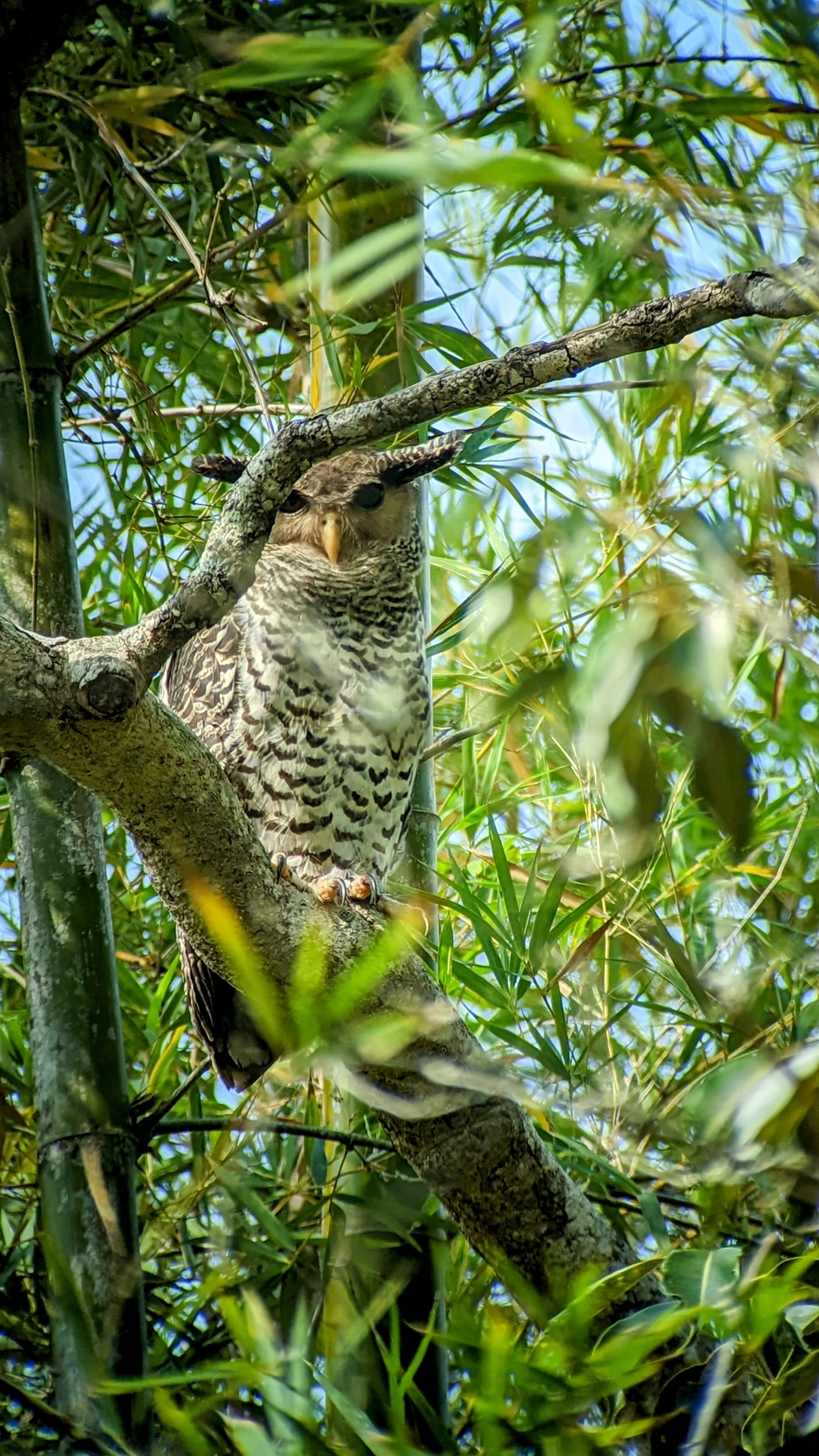 Spot-bellied Eagle-Owl