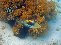 Rhinecanthus aculeatus